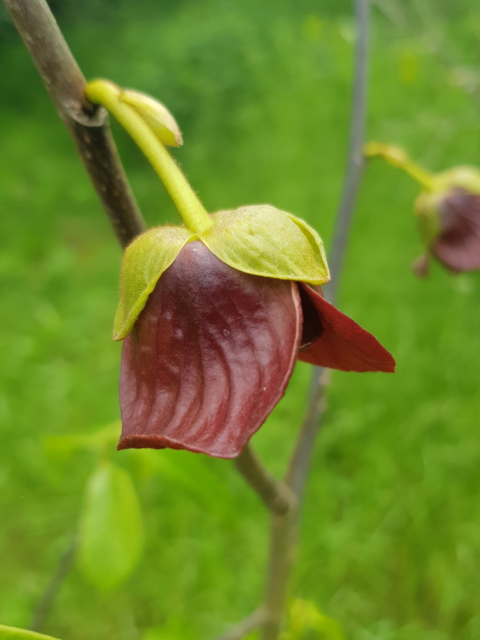Asimina triloba - Herrenkamper Gärten - Pflanzenraritäten
