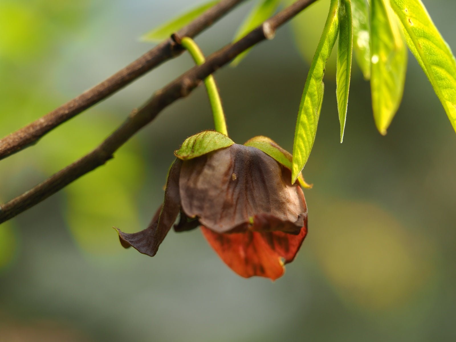 Asimina triloba - Herrenkamper Gärten - Pflanzenraritäten