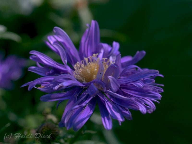 Aster novae - angliae 'Büchter Nacht' - Herrenkamper Gärten - Pflanzenraritäten