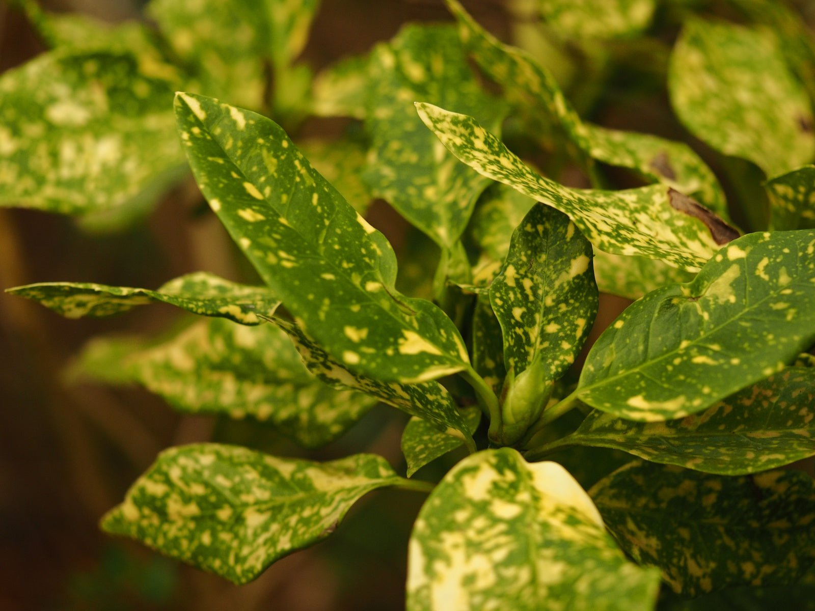 Aucuba japonica 'Crotonifolia' - Herrenkamper Gärten - Pflanzenraritäten