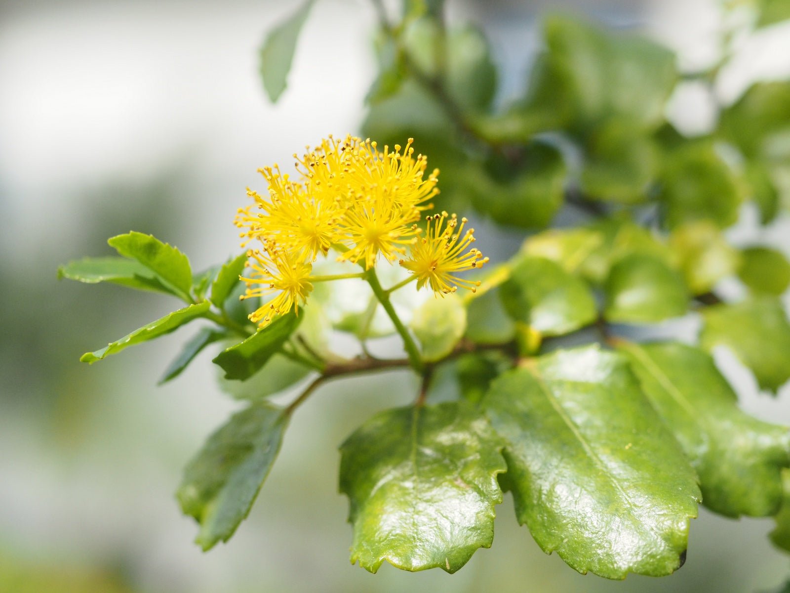 Azara serrata - Herrenkamper Gärten - Pflanzenraritäten