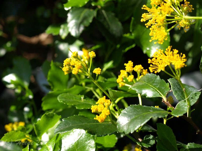 Azara serrata - Herrenkamper Gärten - Pflanzenraritäten