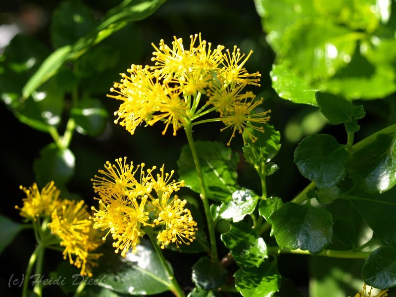 Azara serrata - Herrenkamper Gärten - Pflanzenraritäten