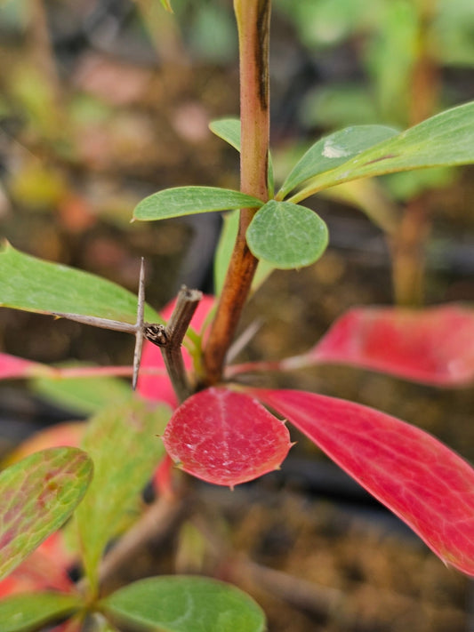 Berberis caroli (syn.: Berberis vernae) - Herrenkamper Gärten - Pflanzenraritäten