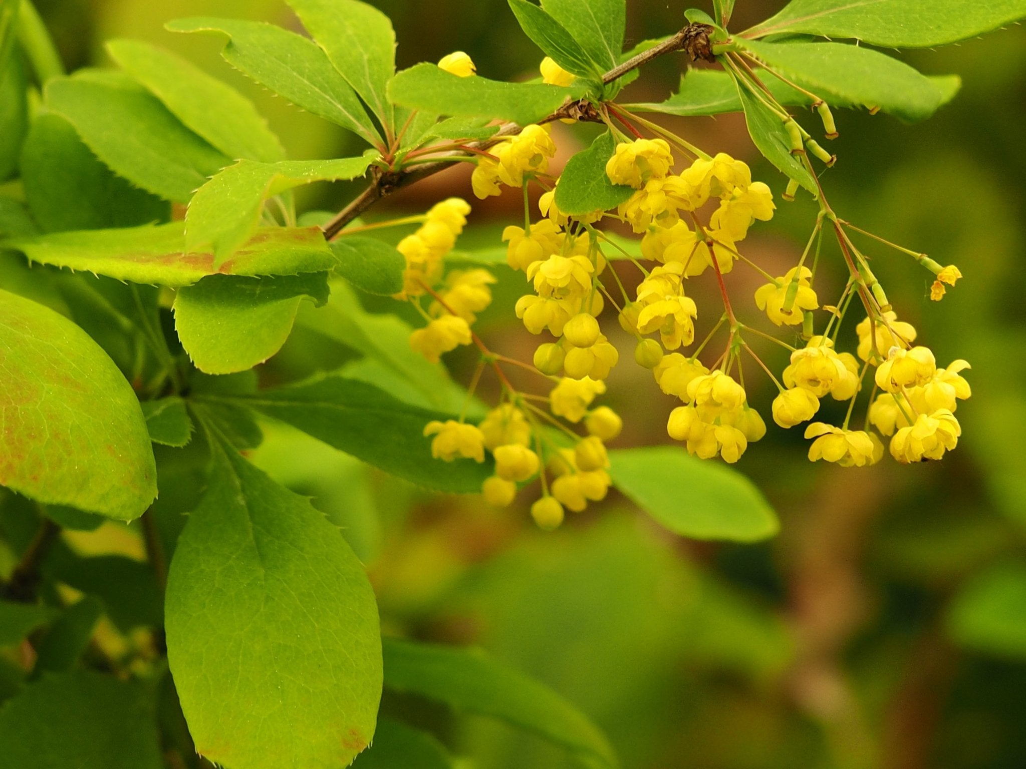 Berberis caroli (syn.: Berberis vernae) - Herrenkamper Gärten - Pflanzenraritäten