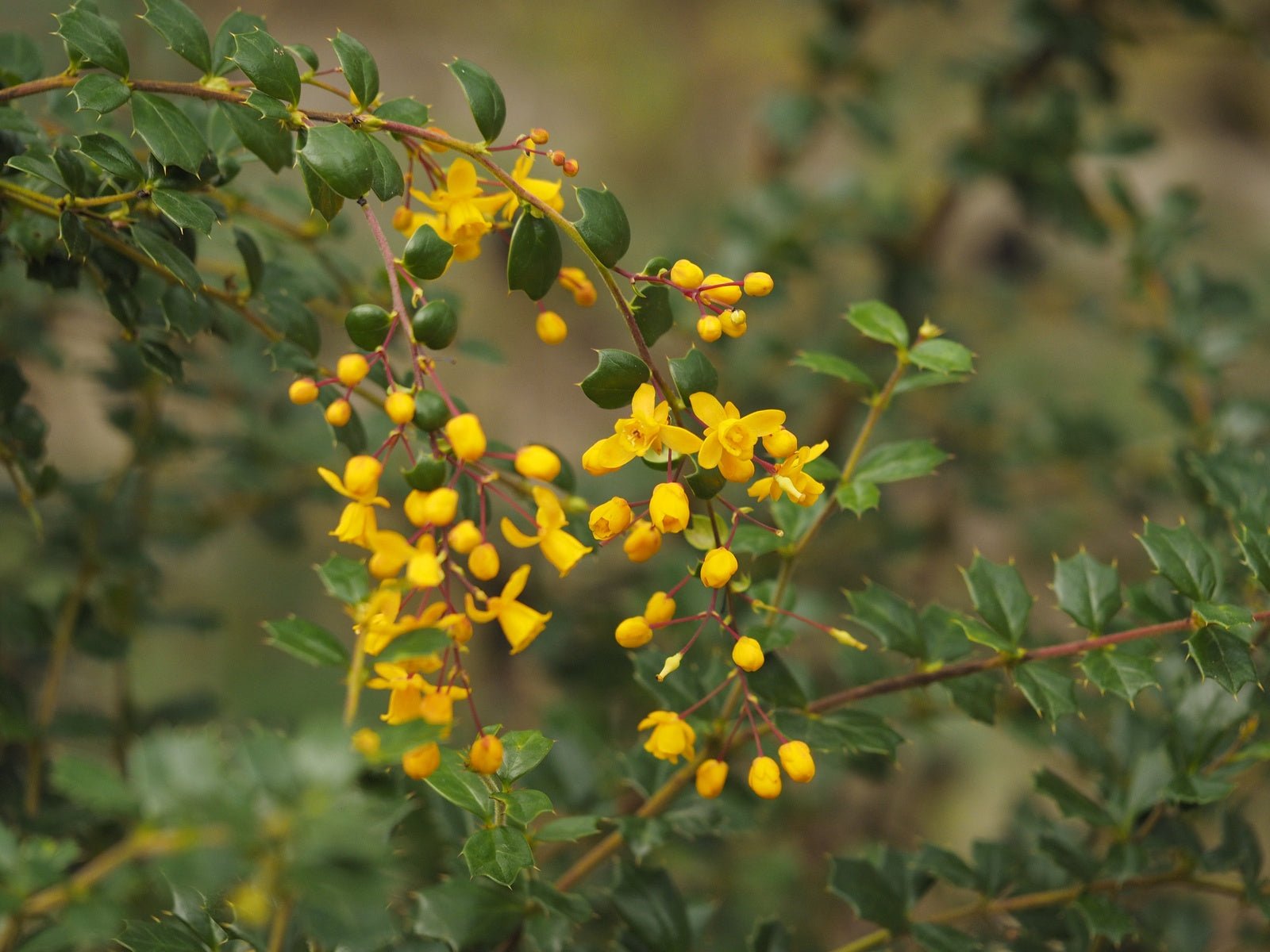 Berberis darwinii - Herrenkamper Gärten - Pflanzenraritäten