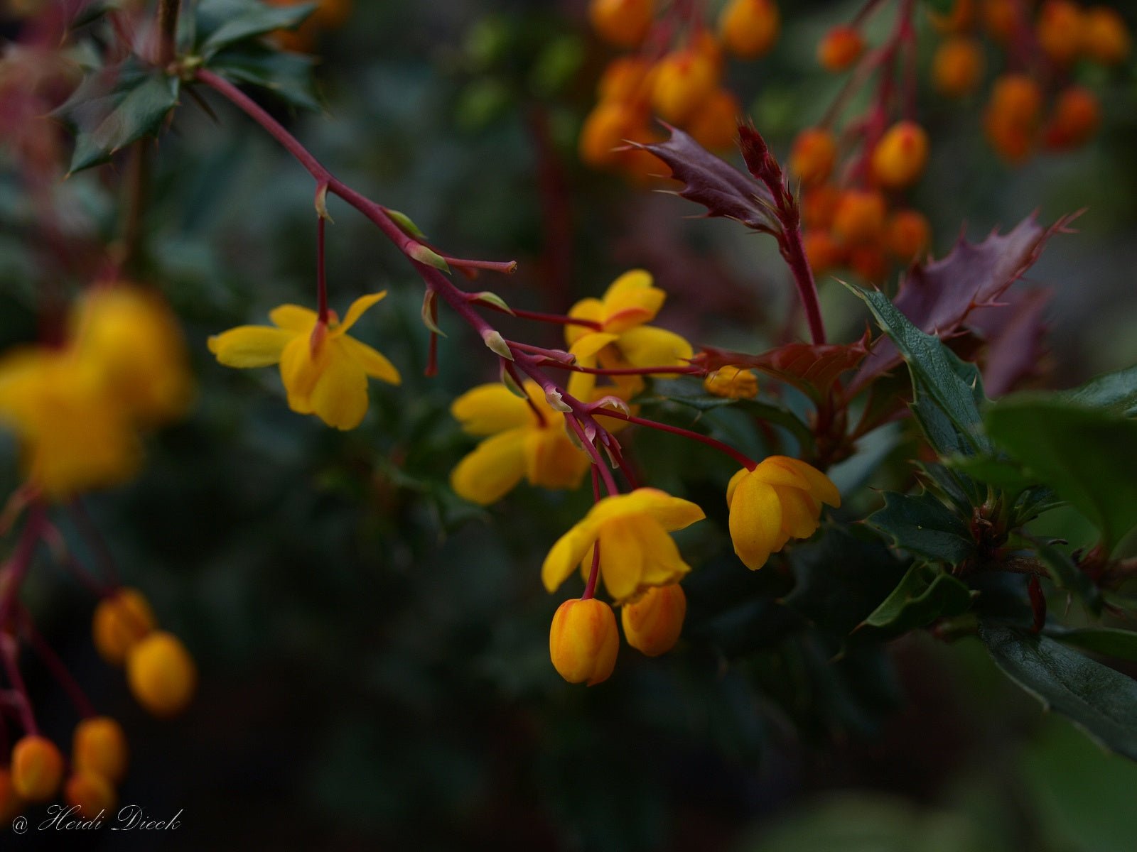 Berberis darwinii - Herrenkamper Gärten - Pflanzenraritäten