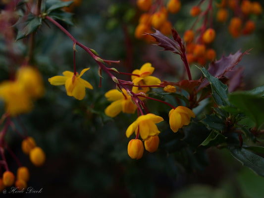 Berberis darwinii - Herrenkamper Gärten - Pflanzenraritäten
