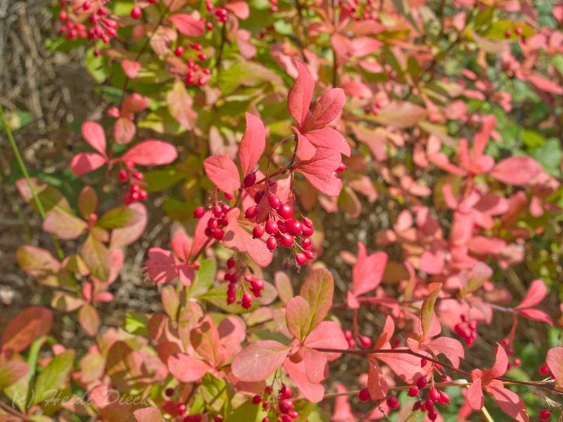 Berberis koreana - Herrenkamper Gärten - Pflanzenraritäten