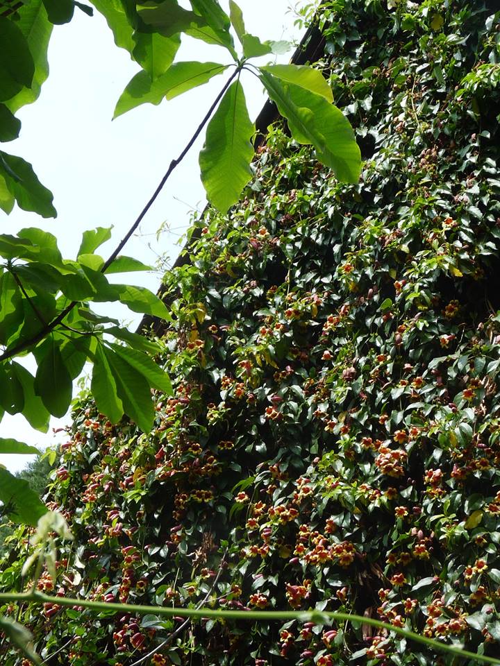 Bignonia capreolata - Herrenkamper Gärten - Pflanzenraritäten