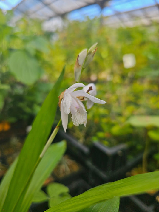 Bletilla striata alba - Herrenkamper Gärten - Pflanzenraritäten