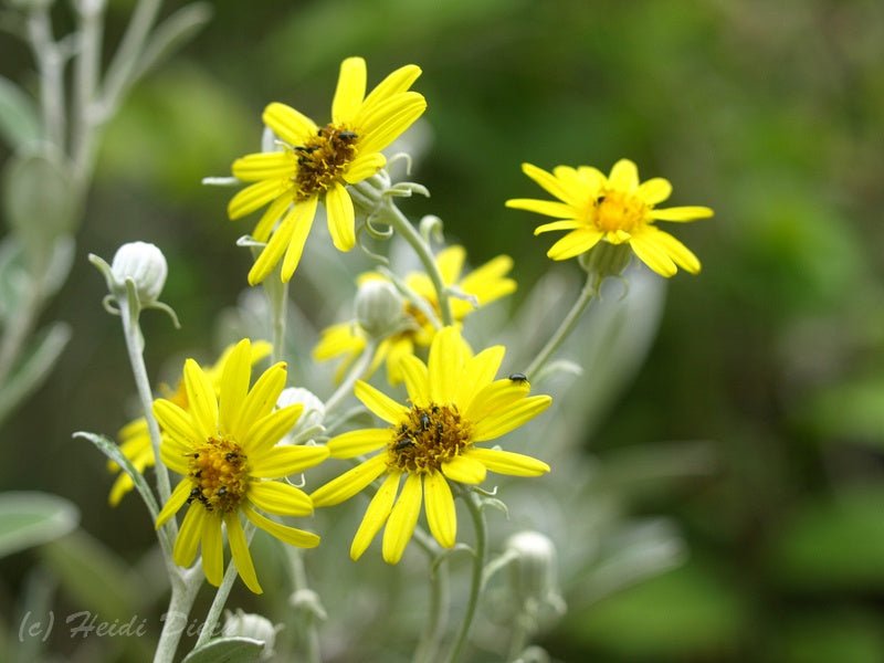 Brachyglottis greyi (syn.: Senecio greyi) - Herrenkamper Gärten - Pflanzenraritäten