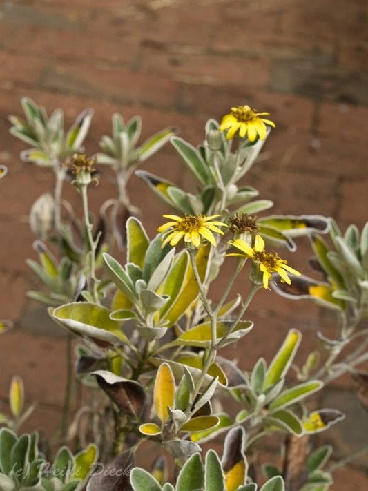 Brachyglottis greyi (syn.: Senecio greyi) - Herrenkamper Gärten - Pflanzenraritäten