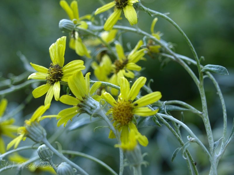 Brachyglottis greyi (syn.: Senecio greyi) - Herrenkamper Gärten - Pflanzenraritäten
