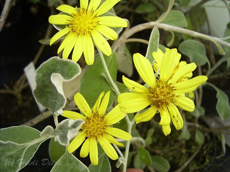 Brachyglottis greyi (syn.: Senecio greyi) - Herrenkamper Gärten - Pflanzenraritäten