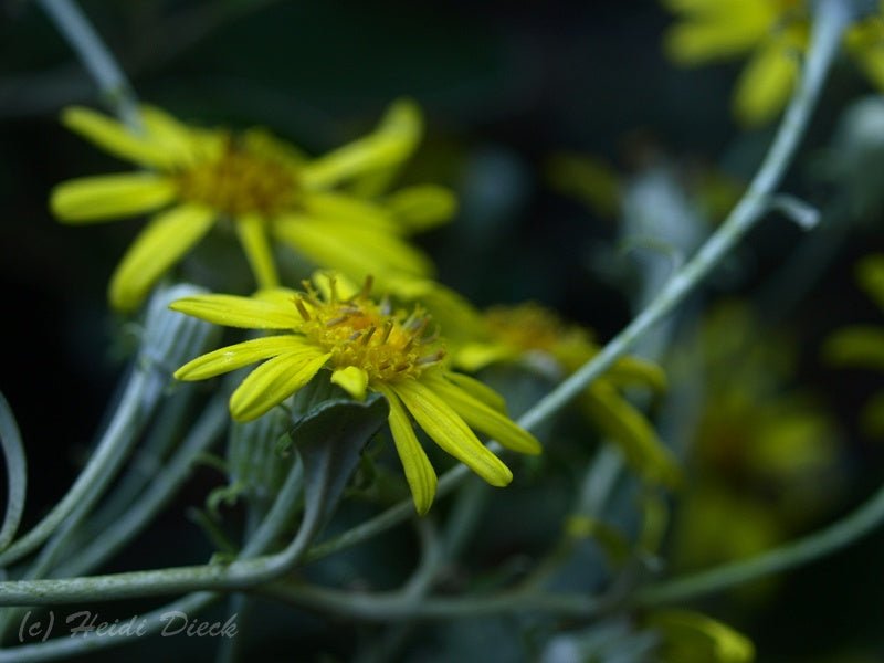 Brachyglottis greyi (syn.: Senecio greyi) - Herrenkamper Gärten - Pflanzenraritäten