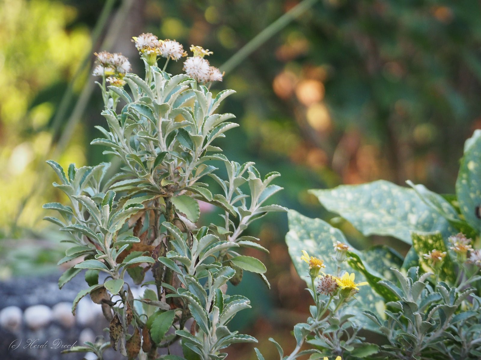 Brachyglottis monroi 'Clarence' - Herrenkamper Gärten - Pflanzenraritäten