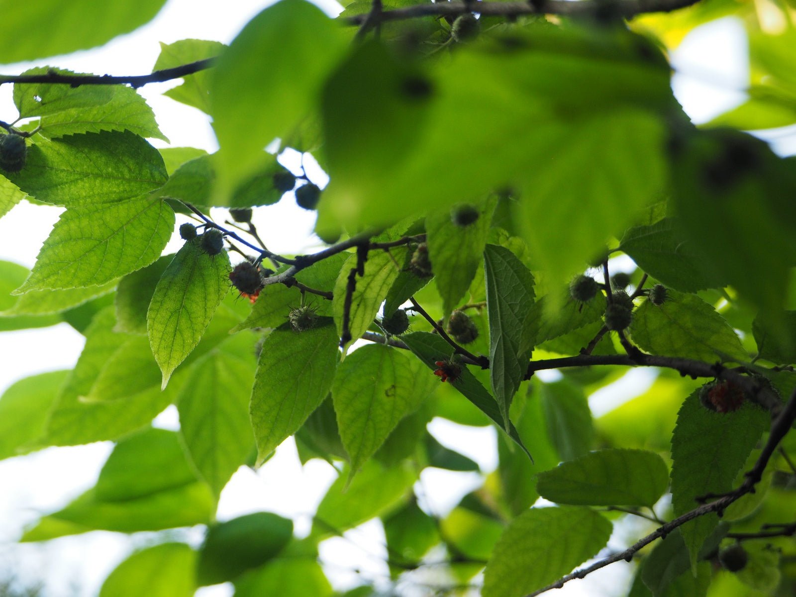 Broussonetia kazinoki - Herrenkamper Gärten - Pflanzenraritäten