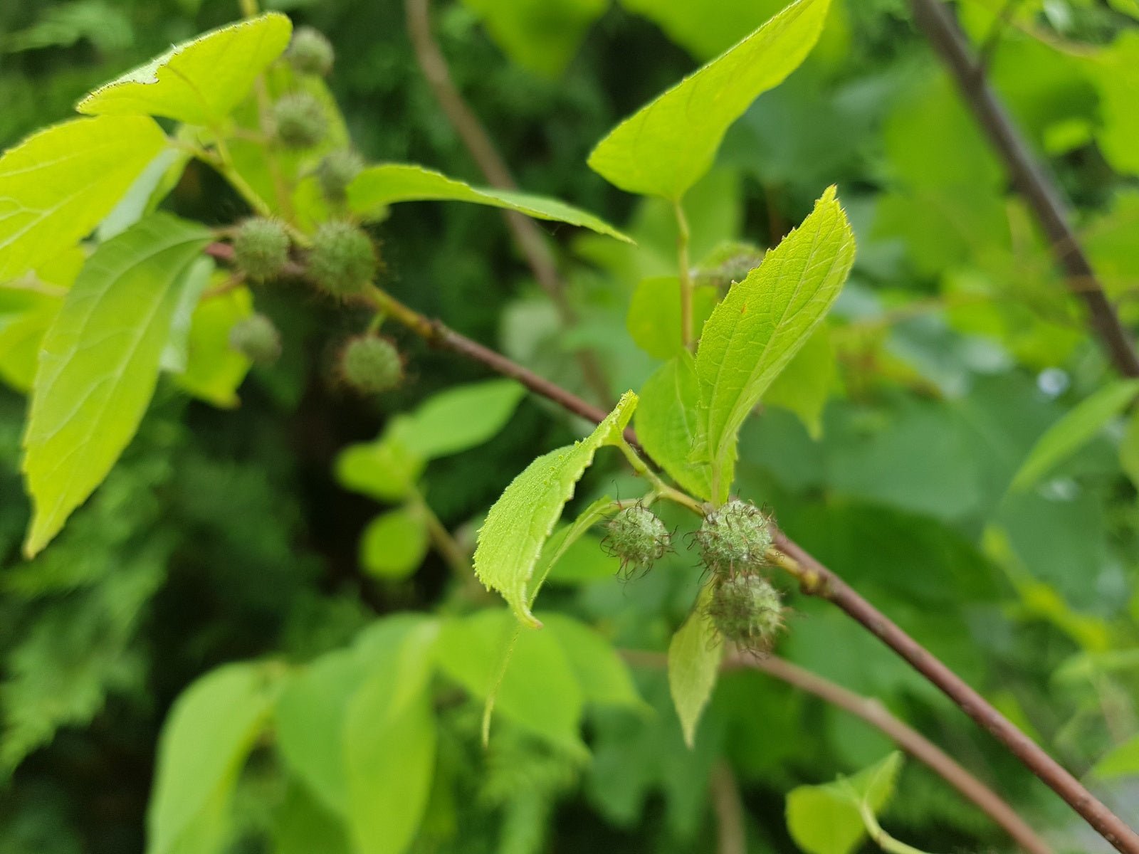 Broussonetia kazinoki - Herrenkamper Gärten - Pflanzenraritäten