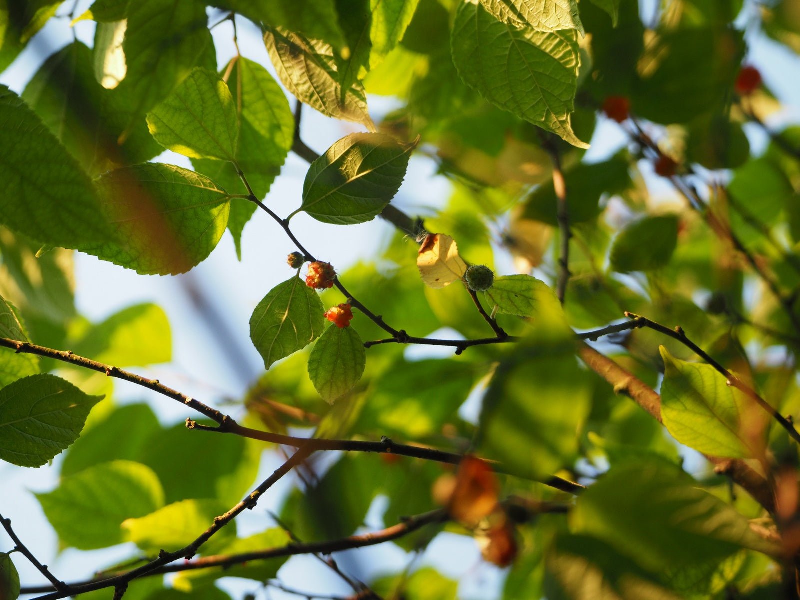 Broussonetia kazinoki - Herrenkamper Gärten - Pflanzenraritäten