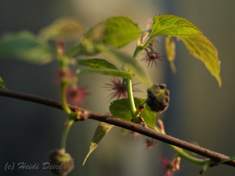 Broussonetia kazinoki - Herrenkamper Gärten - Pflanzenraritäten