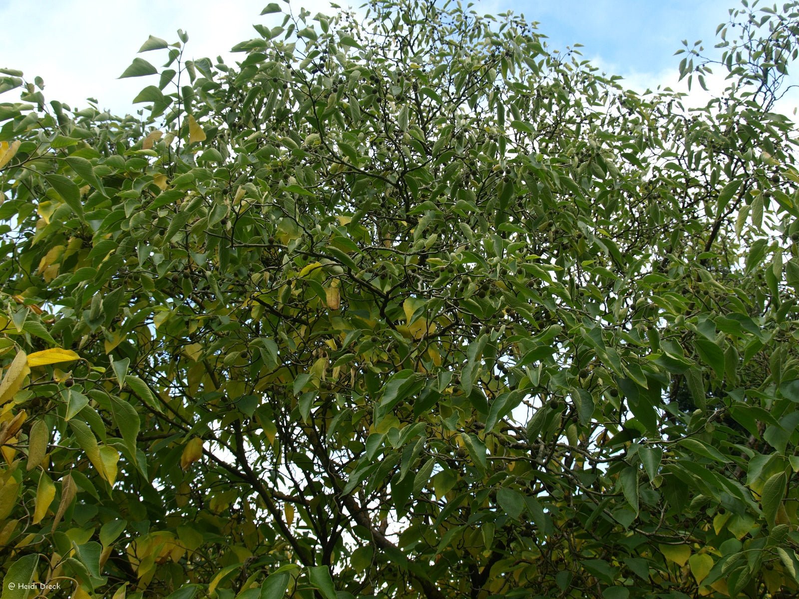Broussonetia papyrifera - Herrenkamper Gärten - Pflanzenraritäten