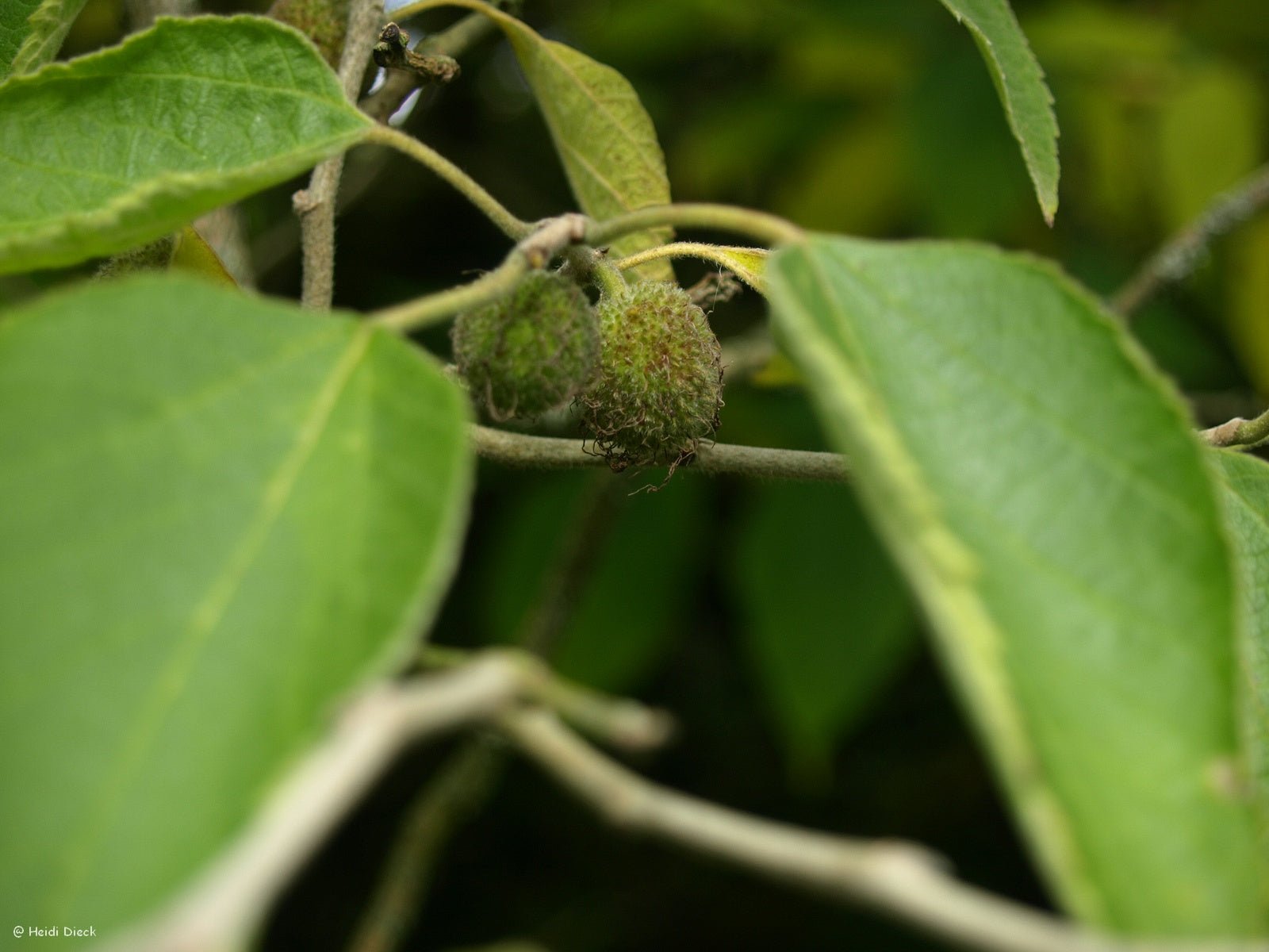 Broussonetia papyrifera - Herrenkamper Gärten - Pflanzenraritäten