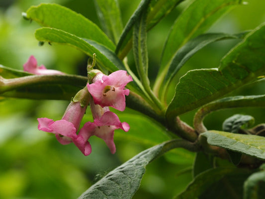 Buddleja colvilei - Herrenkamper Gärten - Pflanzenraritäten