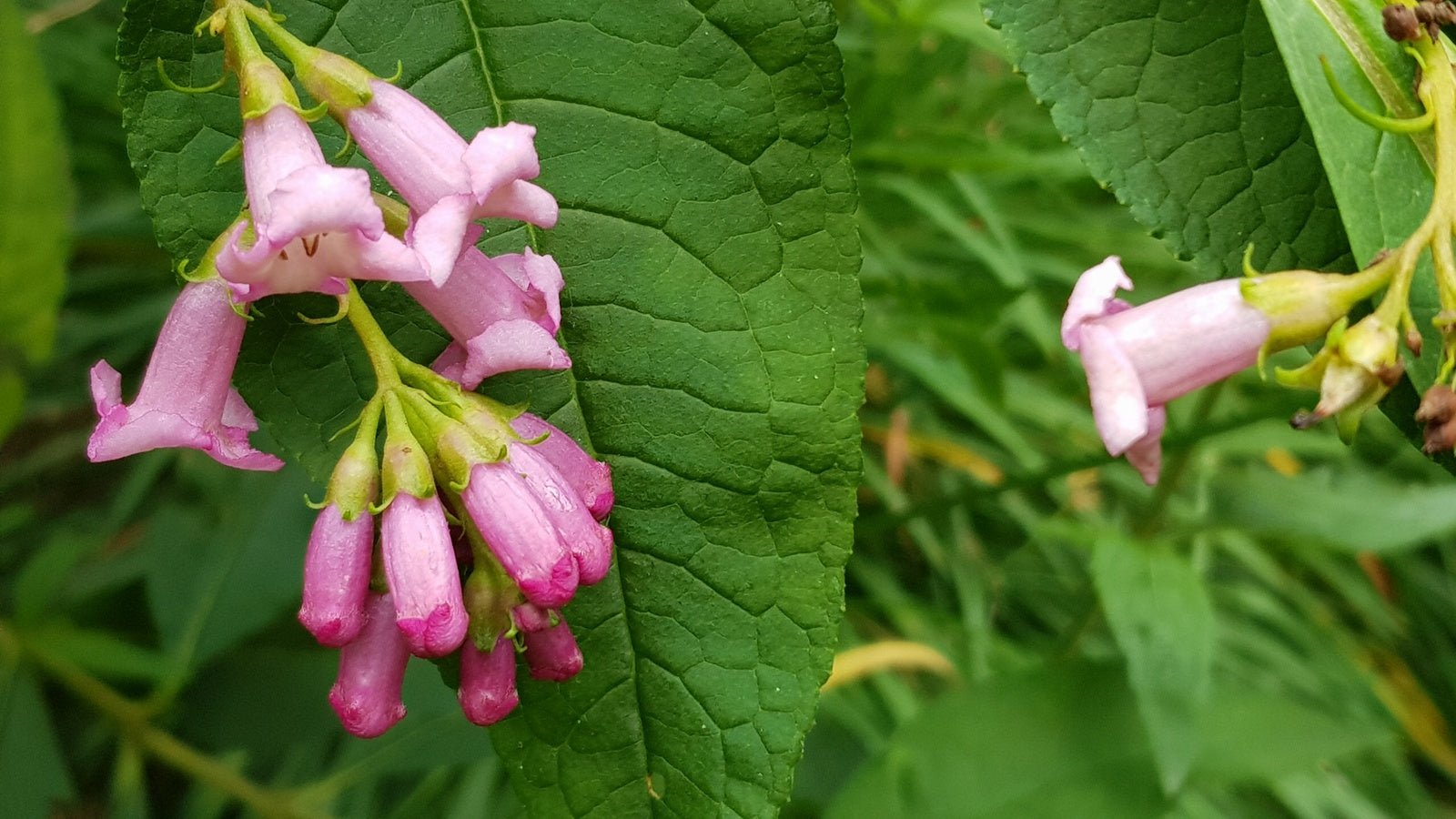 Buddleja colvilei - Herrenkamper Gärten - Pflanzenraritäten