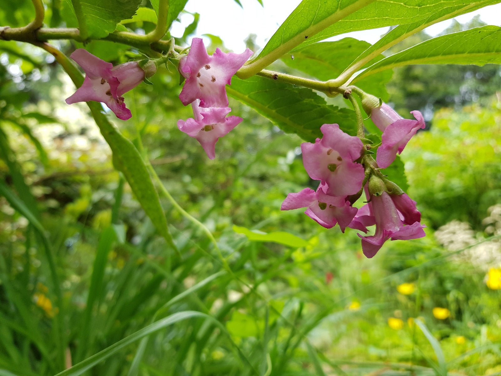 Buddleja colvilei - Herrenkamper Gärten - Pflanzenraritäten