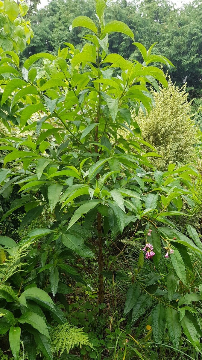 Buddleja colvilei - Herrenkamper Gärten - Pflanzenraritäten