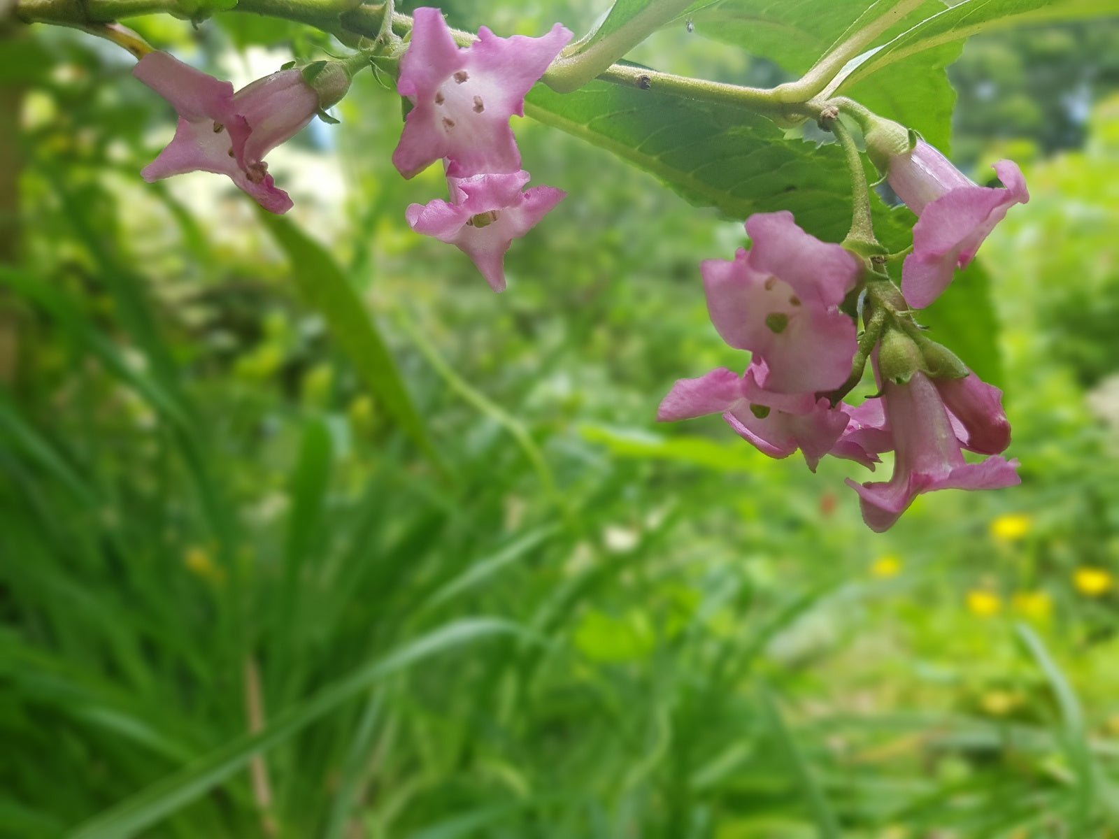 Buddleja colvilei - Herrenkamper Gärten - Pflanzenraritäten