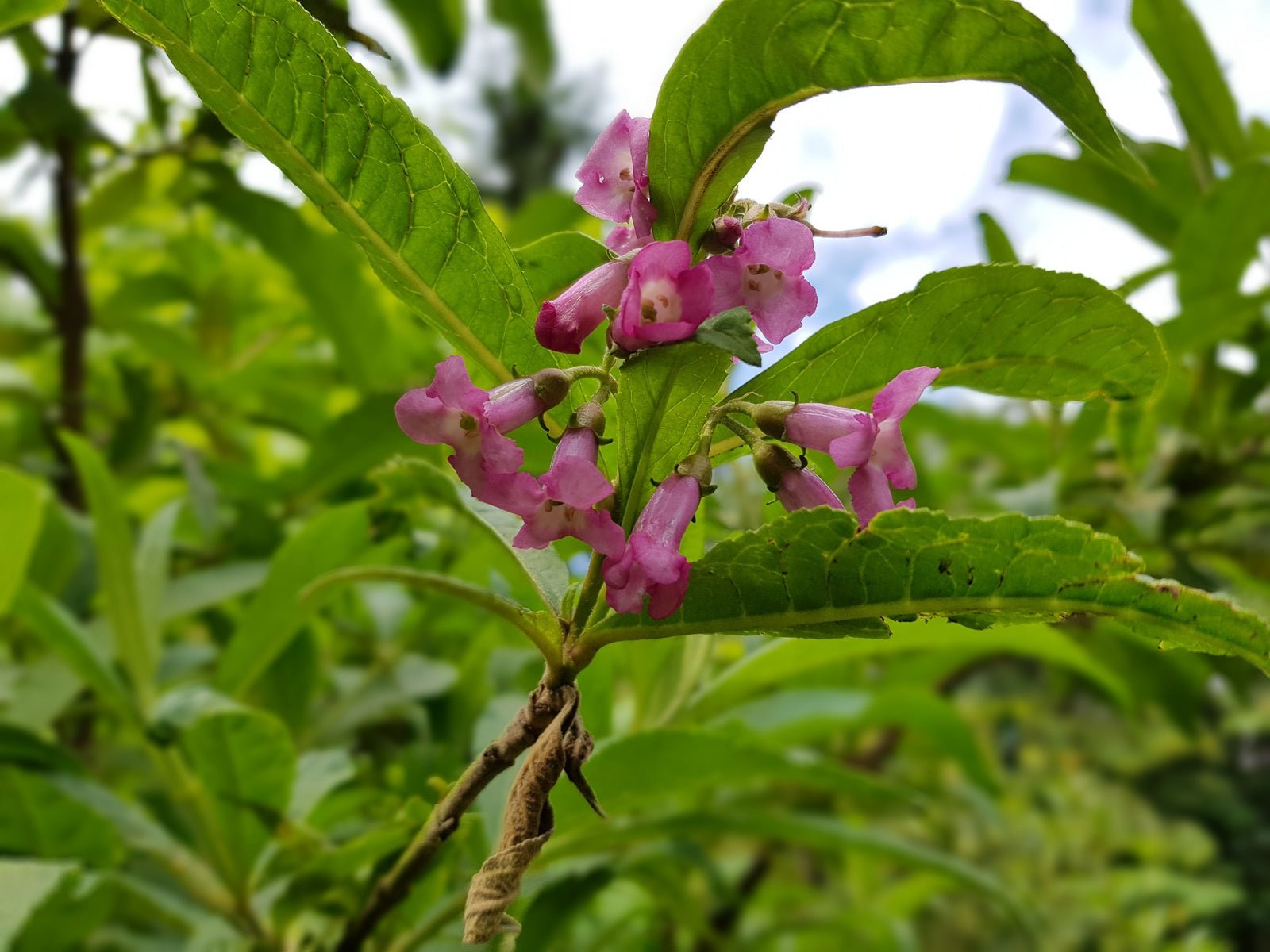 Buddleja colvilei - Herrenkamper Gärten - Pflanzenraritäten