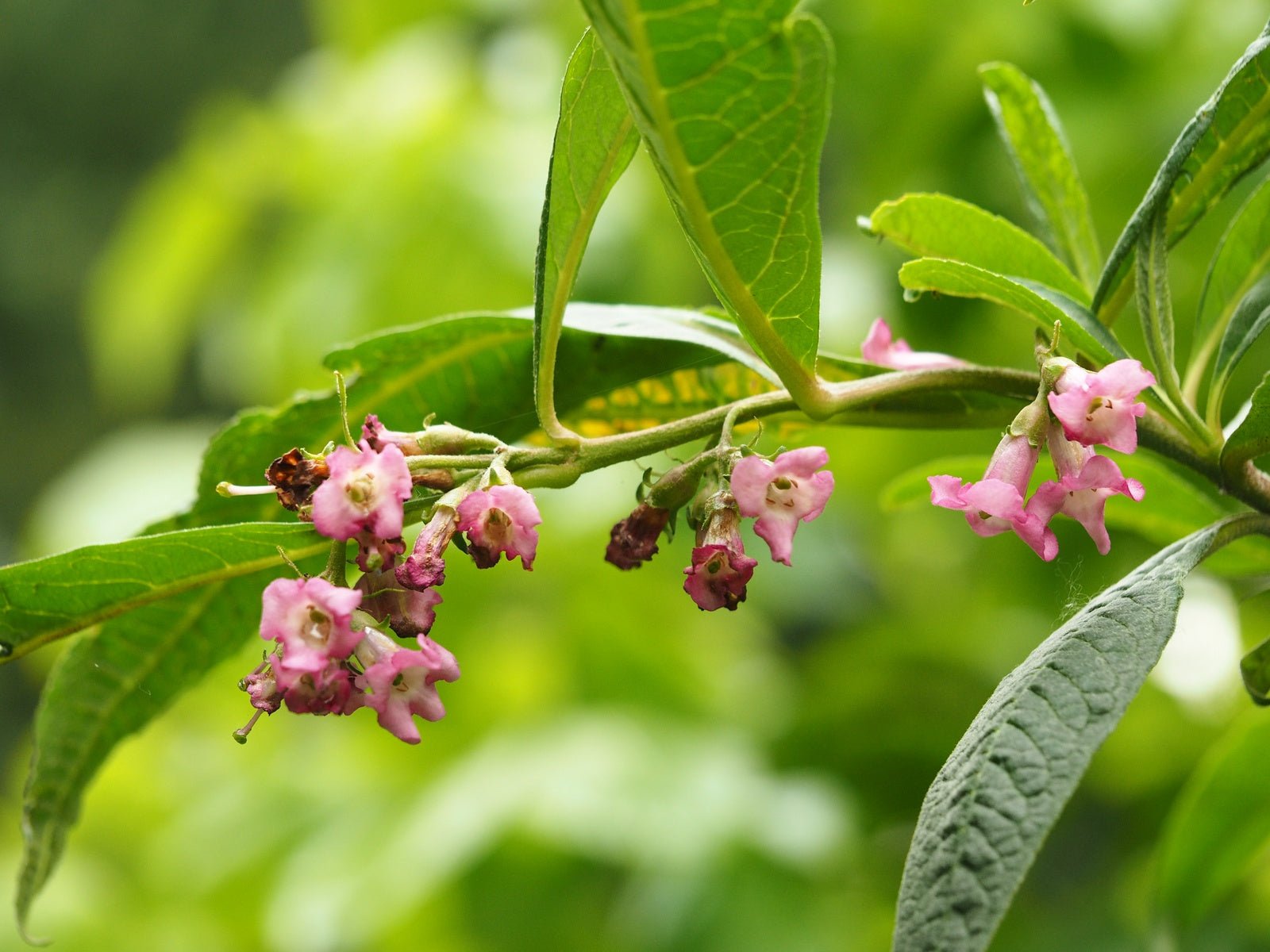 Buddleja colvilei - Herrenkamper Gärten - Pflanzenraritäten