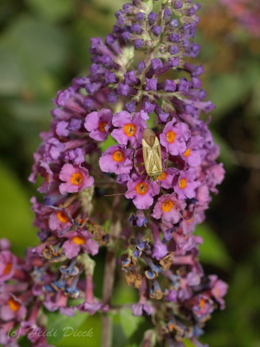 Buddleja davidii 'Bicolor' - Herrenkamper Gärten - Pflanzenraritäten