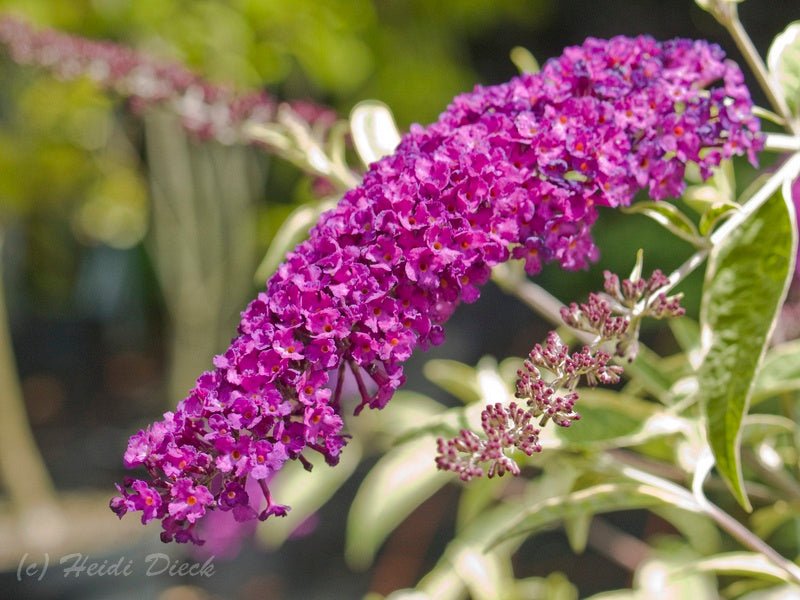 Buddleja davidii 'Harlequin' - Herrenkamper Gärten - Pflanzenraritäten