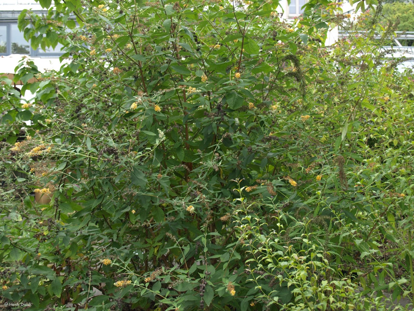 Buddleja globosa - Herrenkamper Gärten - Pflanzenraritäten
