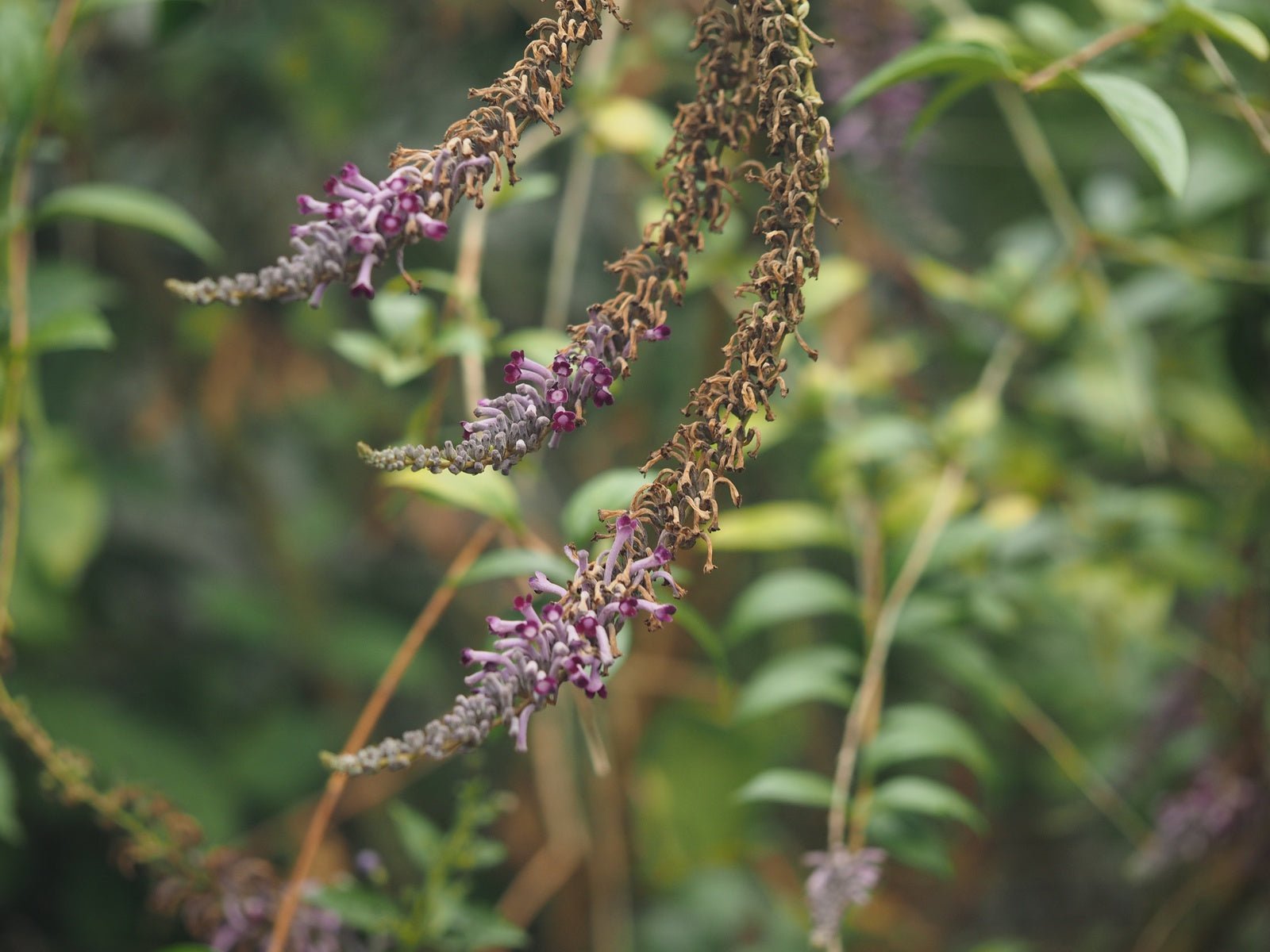 Buddleja lindlejana 'Little Tresure' - Herrenkamper Gärten - Pflanzenraritäten