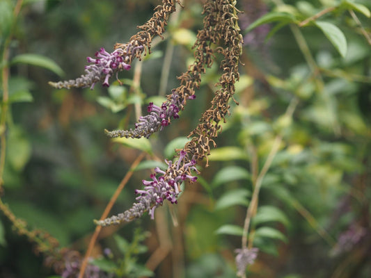 Buddleja lindlejana 'Little Tresure' - Herrenkamper Gärten - Pflanzenraritäten