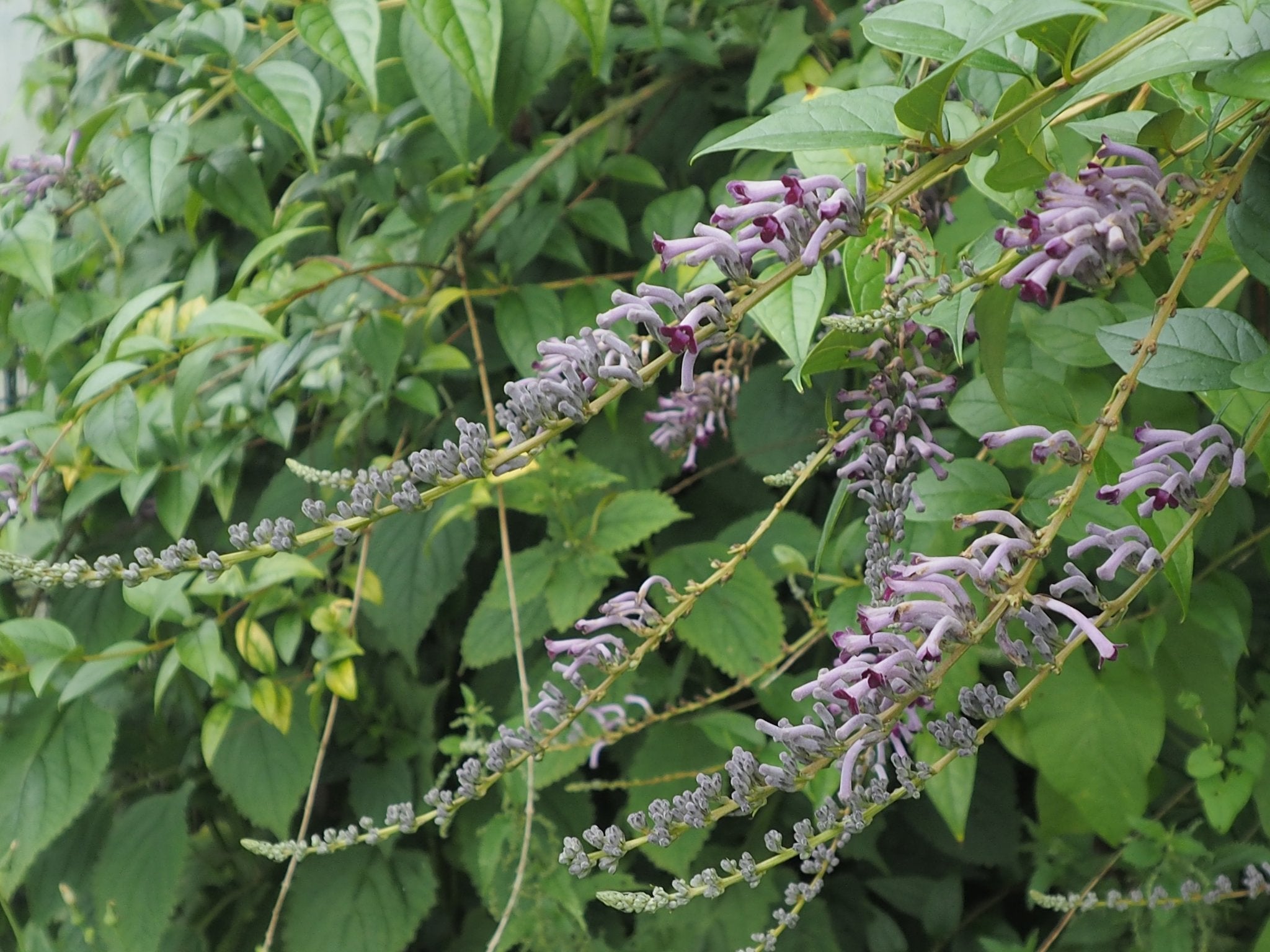 Buddleja lindleyana - Herrenkamper Gärten - Pflanzenraritäten
