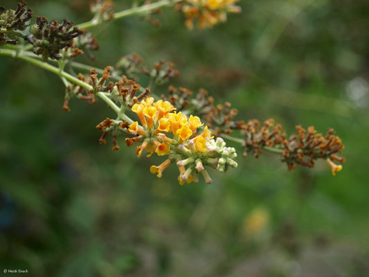 Buddleja x weyeriana 'Sungold' - Herrenkamper Gärten - Pflanzenraritäten