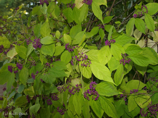 Callicarpa bodinieri 'Profusion' - Herrenkamper Gärten - Pflanzenraritäten
