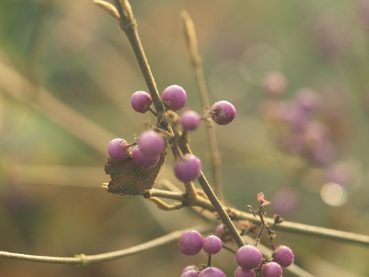 Callicarpa japonica - Herrenkamper Gärten - Pflanzenraritäten