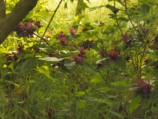 Calycanthus floridus var. floridus - Herrenkamper Gärten - Pflanzenraritäten