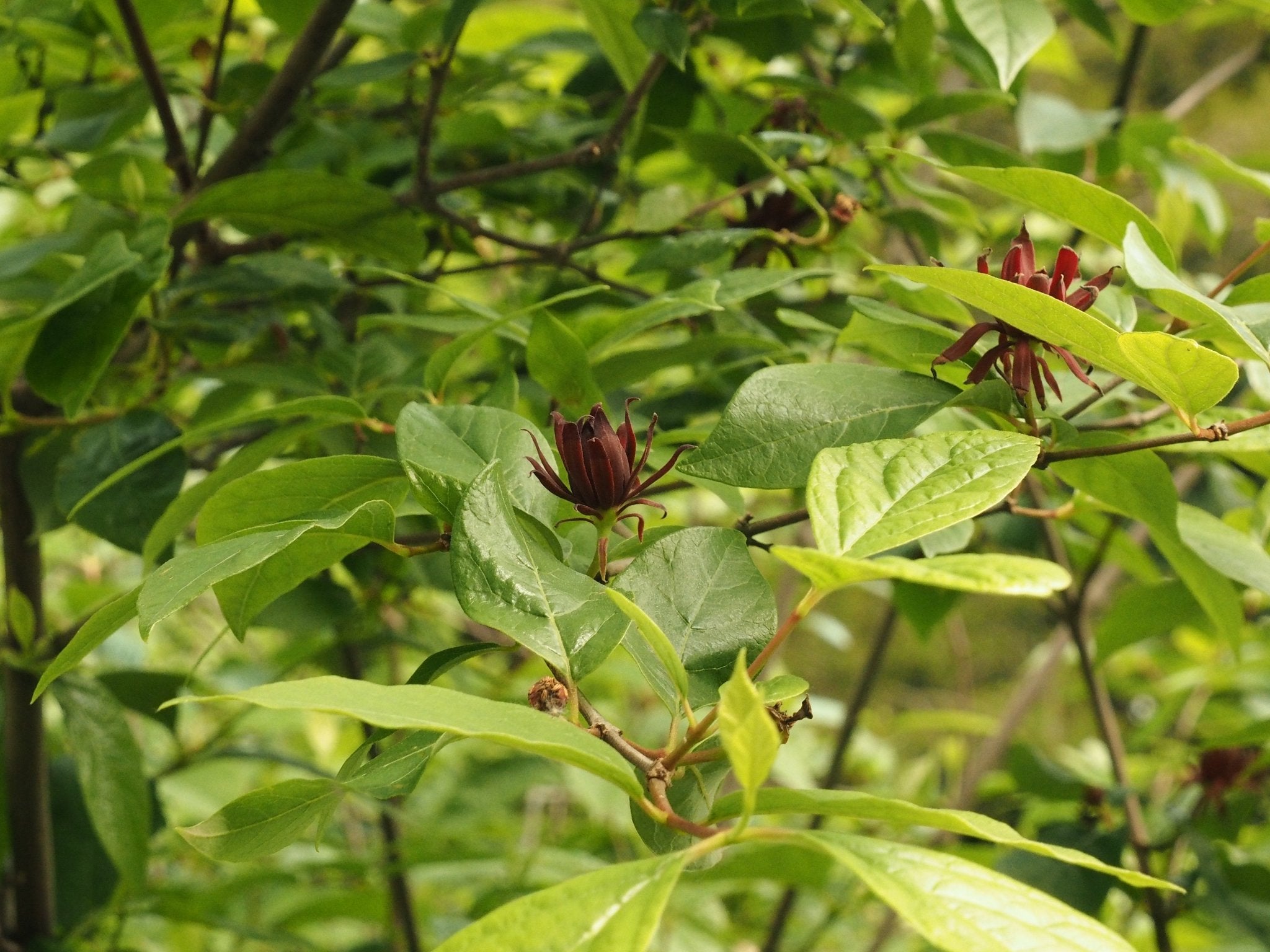 Calycanthus floridus var. glaucus (syn Calycanthus fertilis) - Herrenkamper Gärten - Pflanzenraritäten