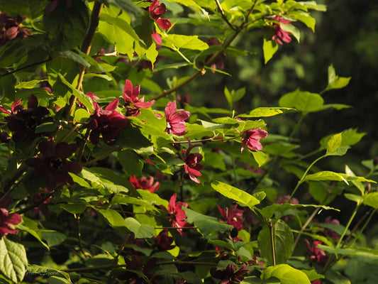 Calycanthus raulstonii 'Hartlage Wine' (sy. Sinocalycanthus) - Herrenkamper Gärten - Pflanzenraritäten