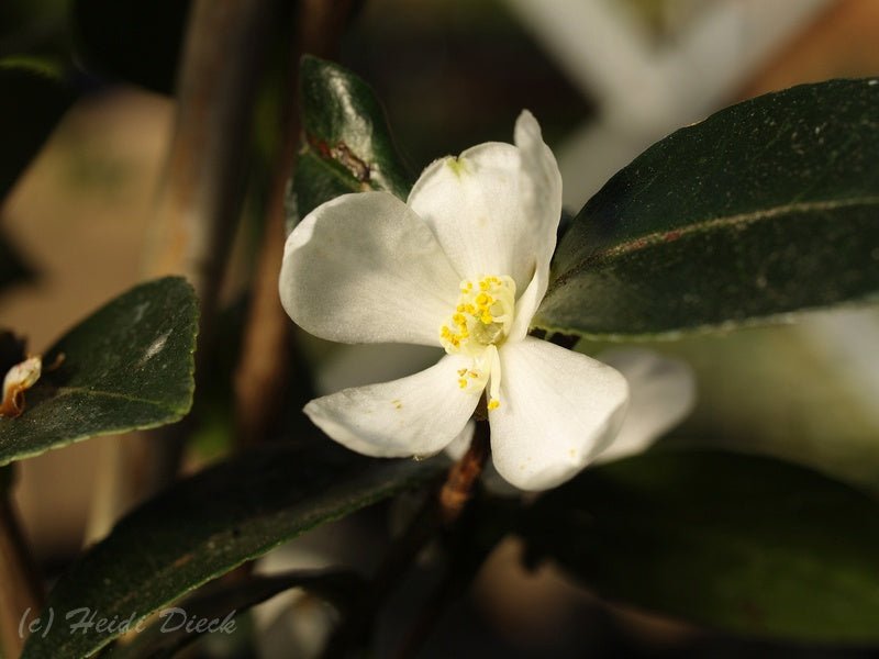 Camellia brevistyla (syn.: C. tenuiflora) - Herrenkamper Gärten - Pflanzenraritäten