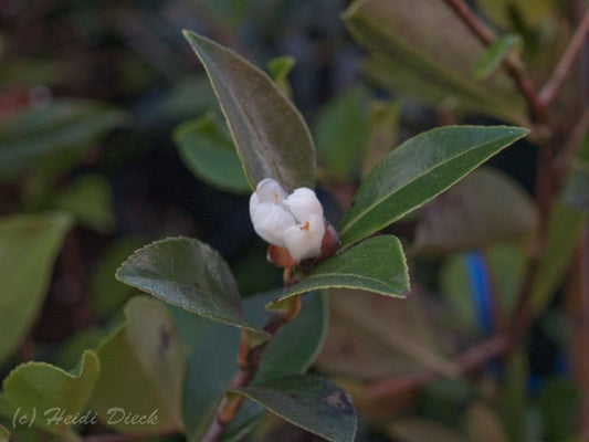Camellia brevistyla (syn.: C. tenuiflora) - Herrenkamper Gärten - Pflanzenraritäten