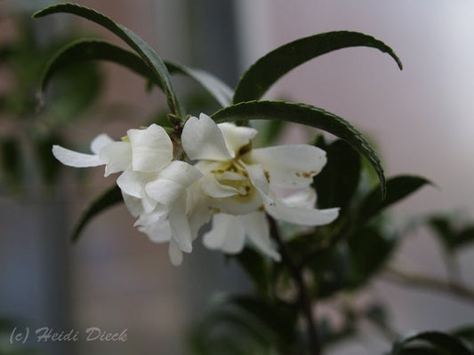 Camellia caudata - Herrenkamper Gärten - Pflanzenraritäten