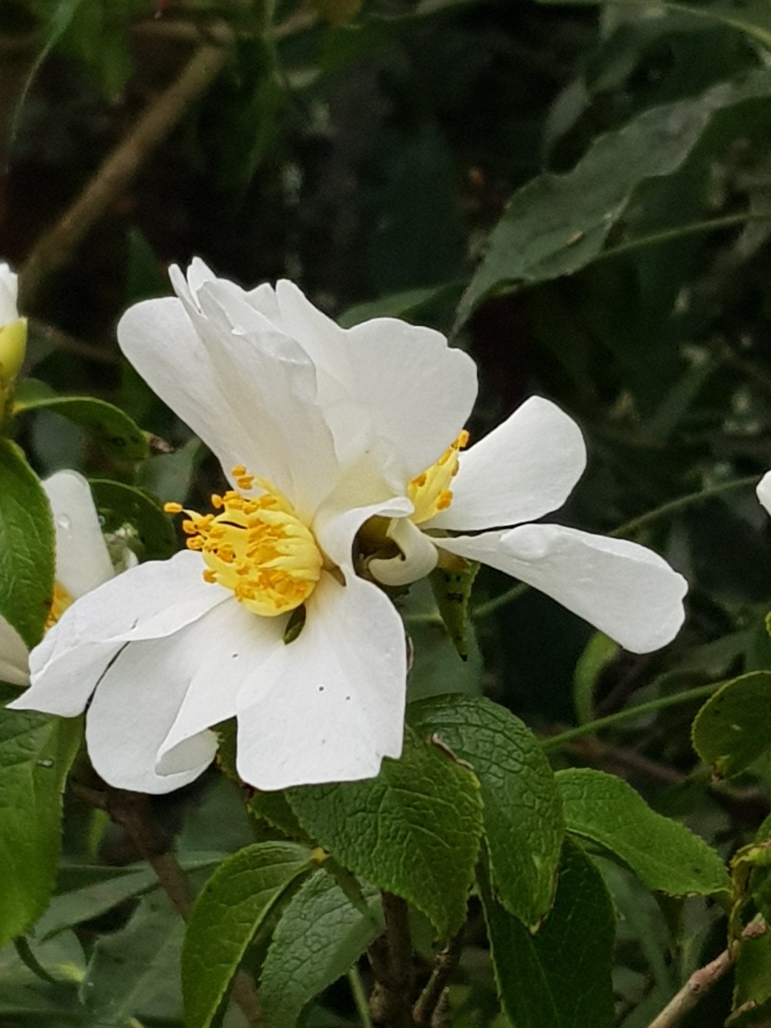 Camellia grijsii - Herrenkamper Gärten - Pflanzenraritäten